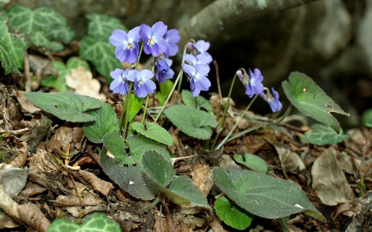 Изображение особи Viola dehnhardtii.