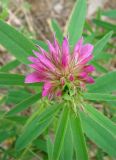 Trifolium lupinaster. Верхушка побега с соцветием. Якутия (Саха), Нерюнгинский р-н, территория г. Нерюнгри. 28.06.2008.