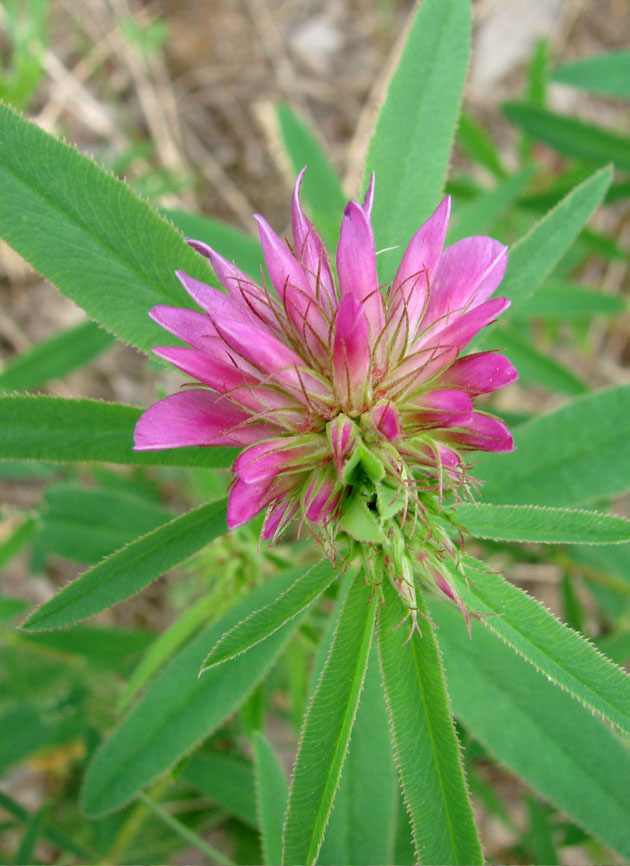 Изображение особи Trifolium lupinaster.