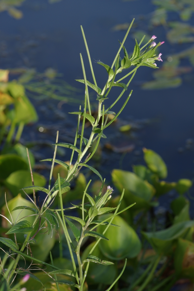 Изображение особи Epilobium bergianum.