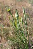 Tragopogon porrifolius ssp. longirostris