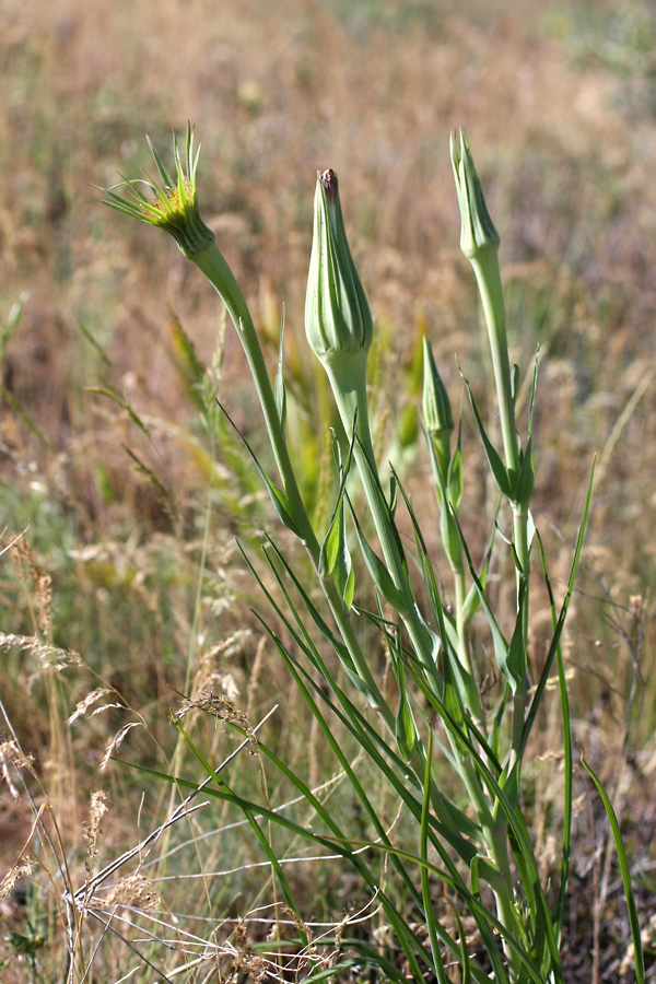 Изображение особи Tragopogon porrifolius ssp. longirostris.