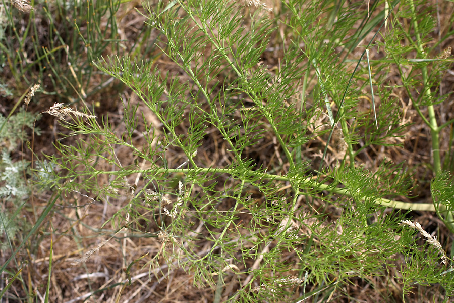 Изображение особи Ferula karatavica.