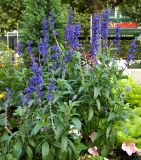 Salvia farinacea. Цветущие растения. Бельгия, Брюссель, уличное озеленение. Октябрь 2015 г.