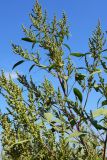 Cyclachaena xanthiifolia. Верхушка цветущего растения. Донецк, сорное. 29.08.2011.
