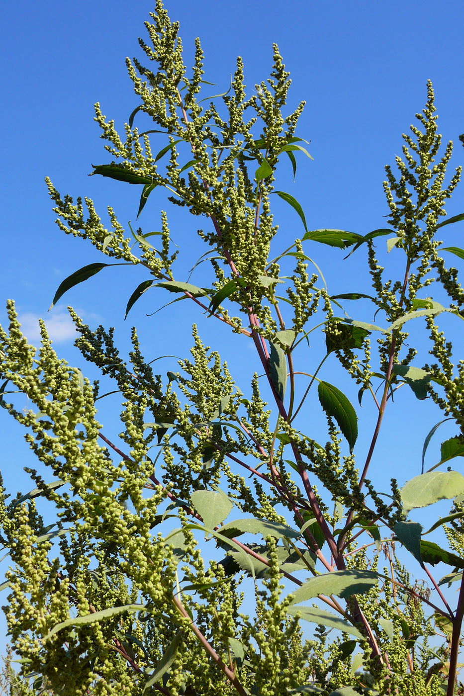 Image of Cyclachaena xanthiifolia specimen.