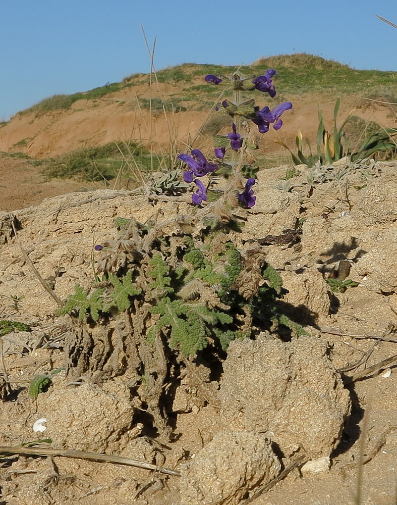 Изображение особи Salvia lanigera.