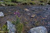Allium schoenoprasum. Цветущее растение. Юго-Восточный Алтай, Курайский хребет, долина реки Курайки. Конец июля 2008 г.