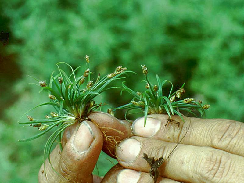 Image of Fimbristylis ochotensis specimen.