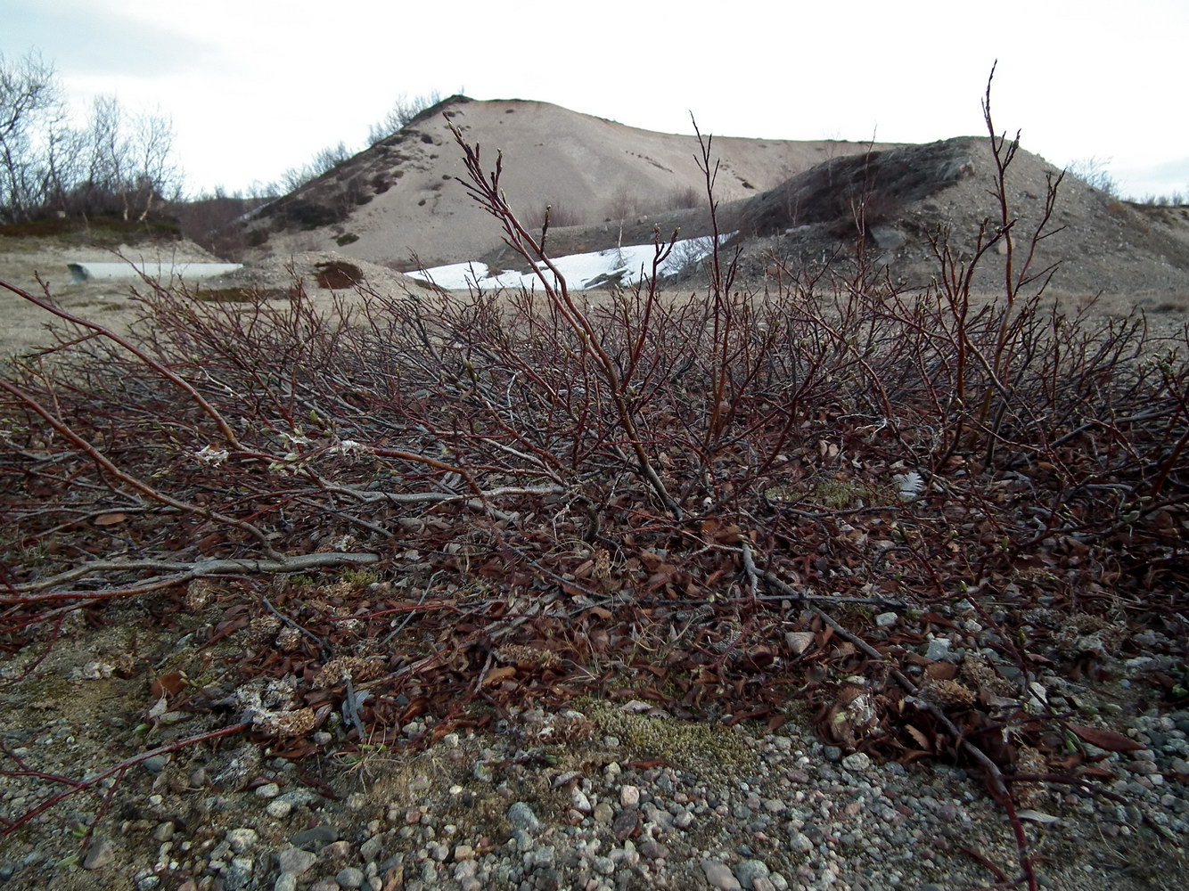 Image of genus Salix specimen.