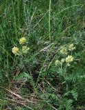 Oxytropis pilosa