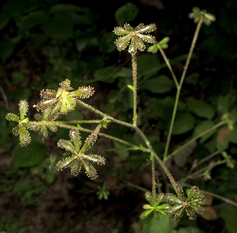 Изображение особи Adenocaulon adhaerescens.