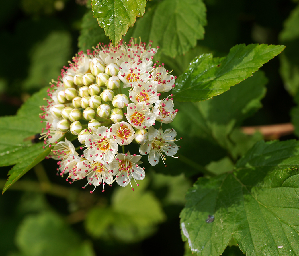 Image of Physocarpus opulifolius specimen.