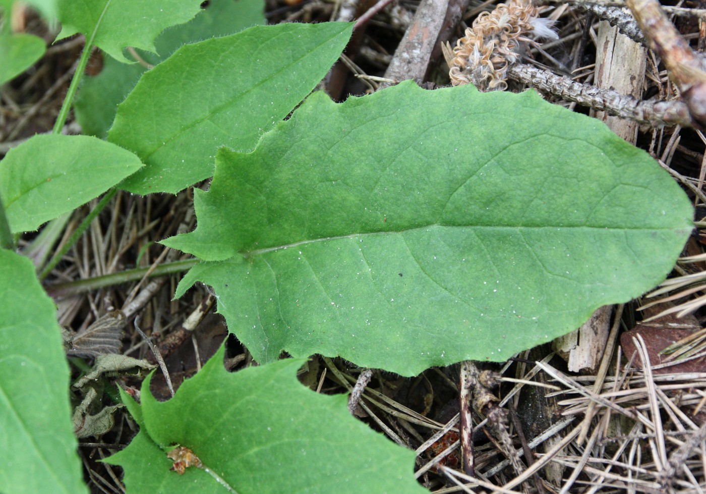 Изображение особи Hieracium pellucidum.