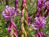 Polygala major. Соцветия и часть соплодия. Краснодарский край, г. Новороссийск, склон горы Большой Маркотх, над Андреевским перевалом. 13.06.2016.