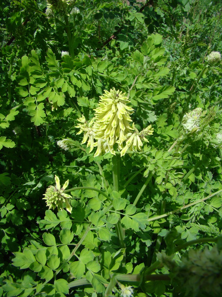 Image of Corydalis semenowii specimen.