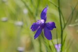 Delphinium consolida