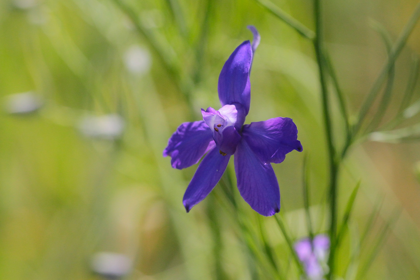 Изображение особи Delphinium consolida.