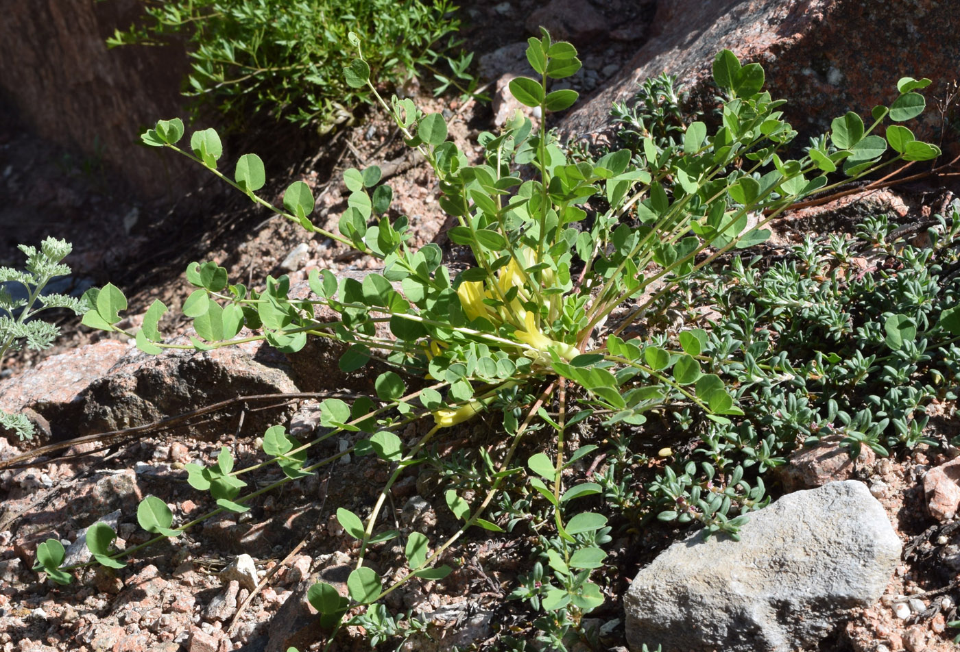 Изображение особи Astragalus aksaricus.