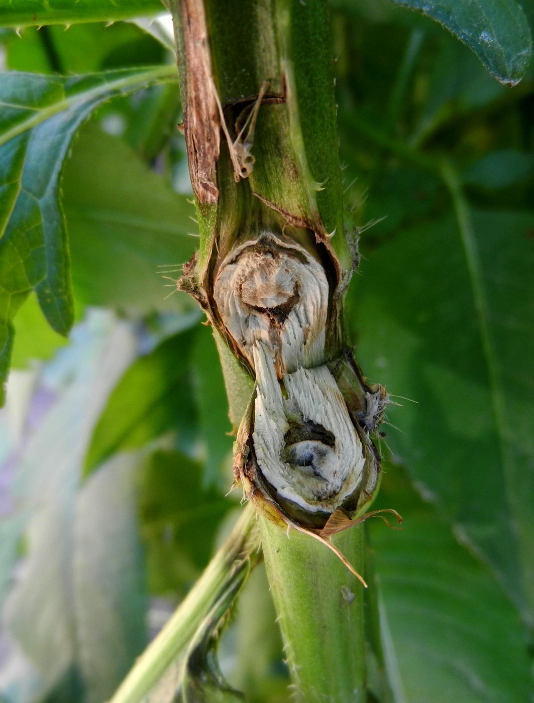 Image of Dipsacus strigosus specimen.