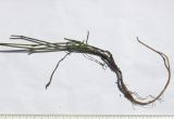 Bupleurum falcatum