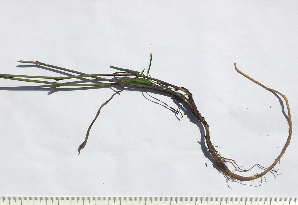 Image of Bupleurum falcatum specimen.