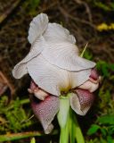 Iris lortetii