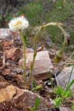 Tussilago farfara