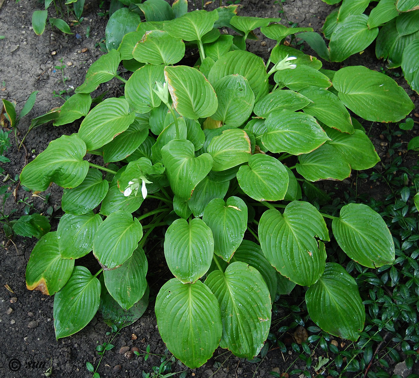 Image of Hosta plantaginea specimen.
