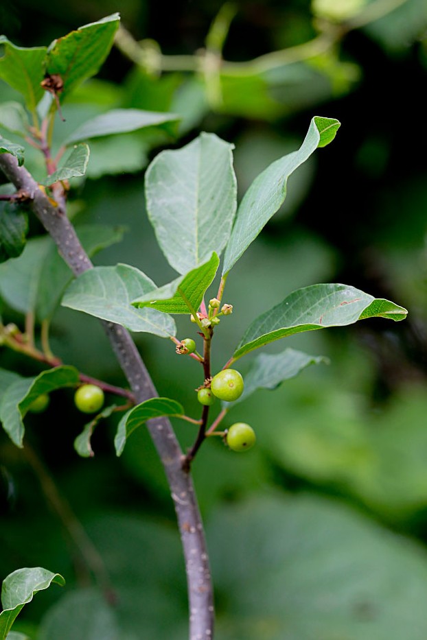 Image of Frangula alnus specimen.