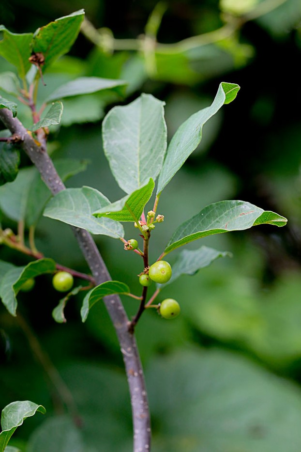 Изображение особи Frangula alnus.