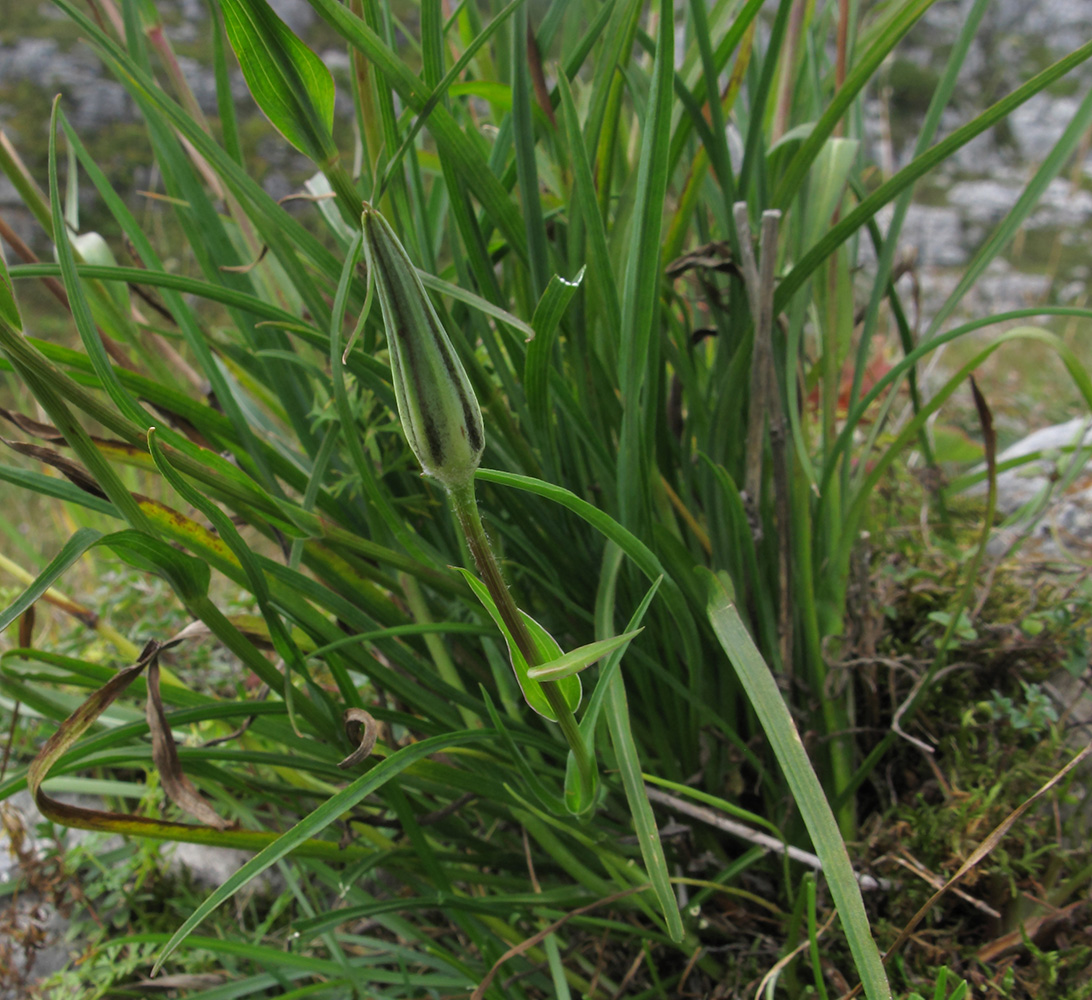 Изображение особи Tragopogon graminifolius.