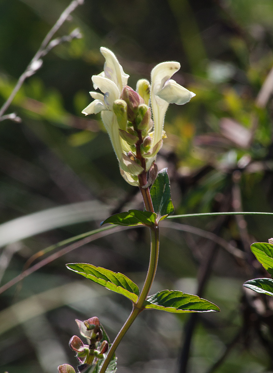 Image of Scutellaria stepposa specimen.