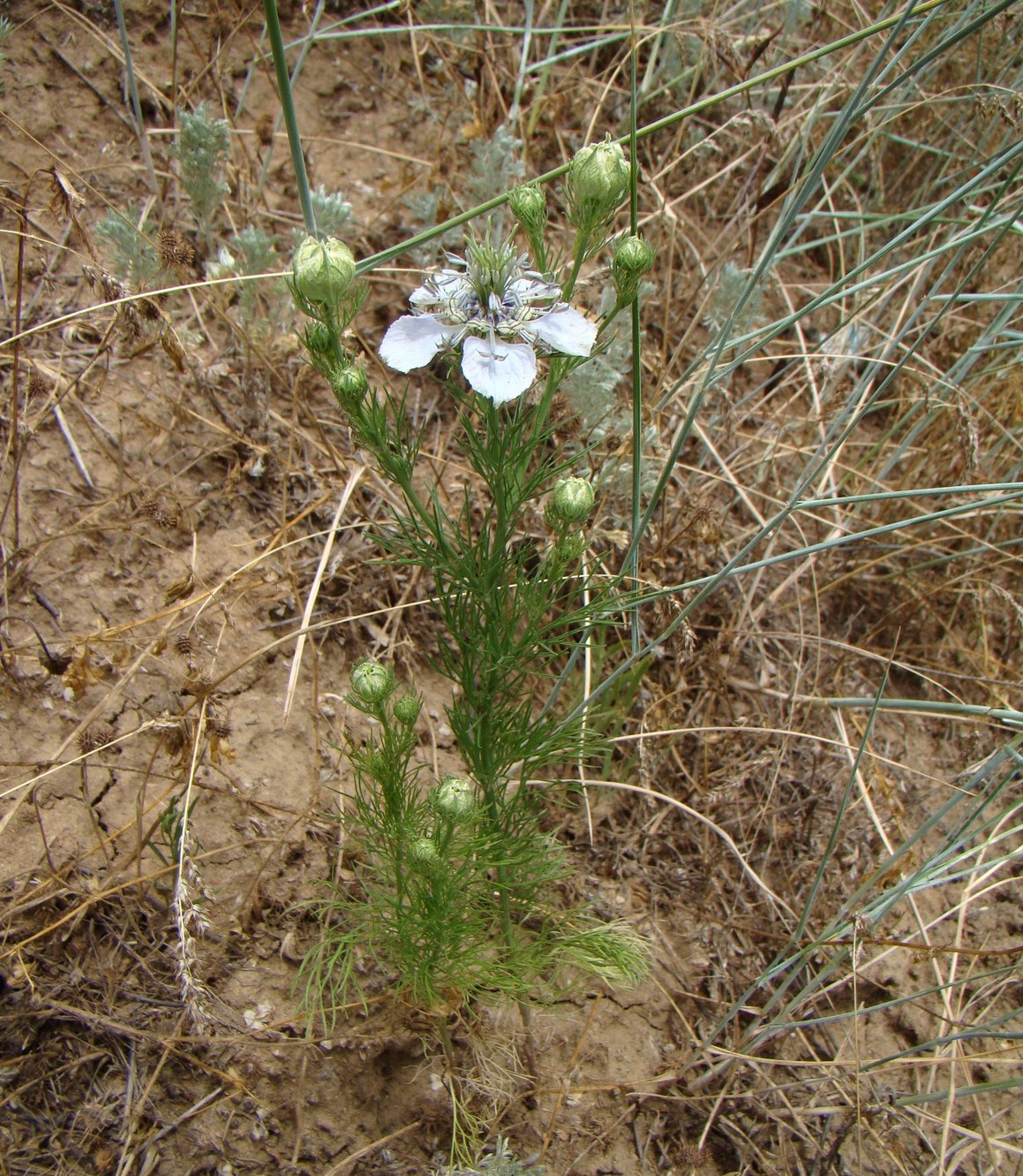 Изображение особи Nigella arvensis.