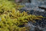 Sanionia uncinata. Гаметофиты с развивающимися спорогонами. Мурманская обл., окр. пос. Росляково, берёзовое редколесье на южном склоне Андреевской сопки, валун. 23.10.2016.