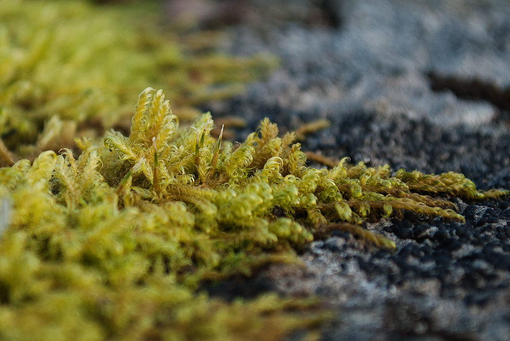 Image of Sanionia uncinata specimen.