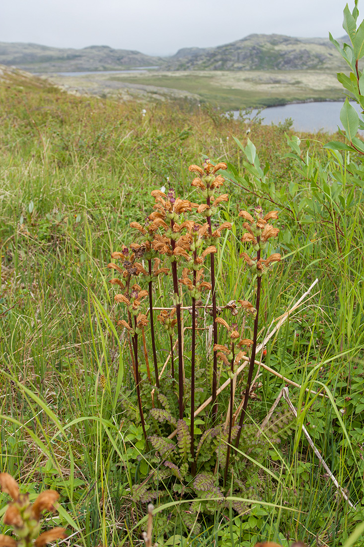 Изображение особи Pedicularis sceptrum-carolinum.