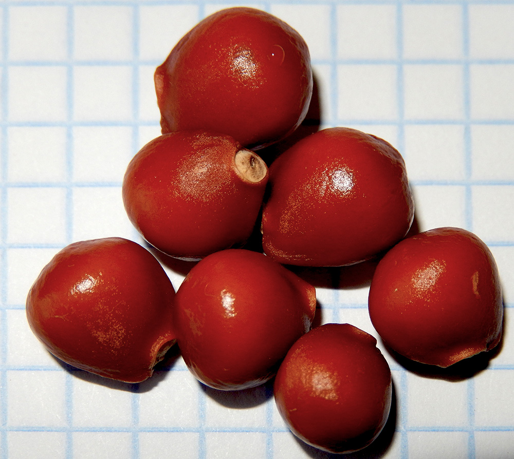 Image of Staphylea pinnata specimen.