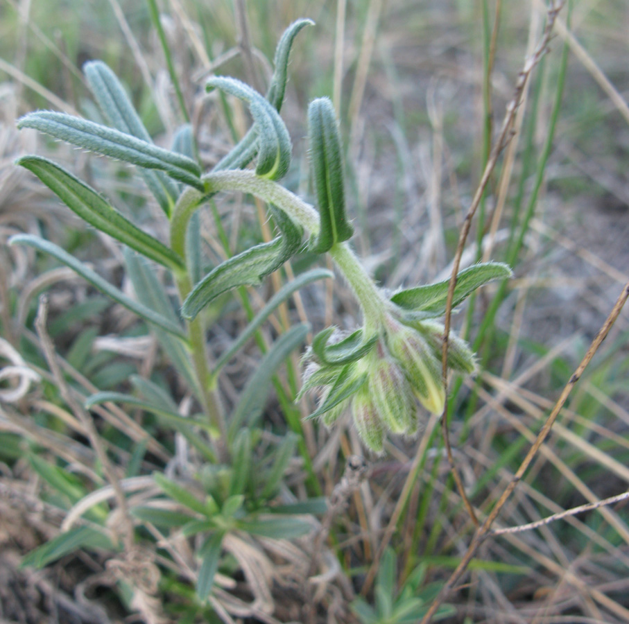 Изображение особи Onosma volgensis.