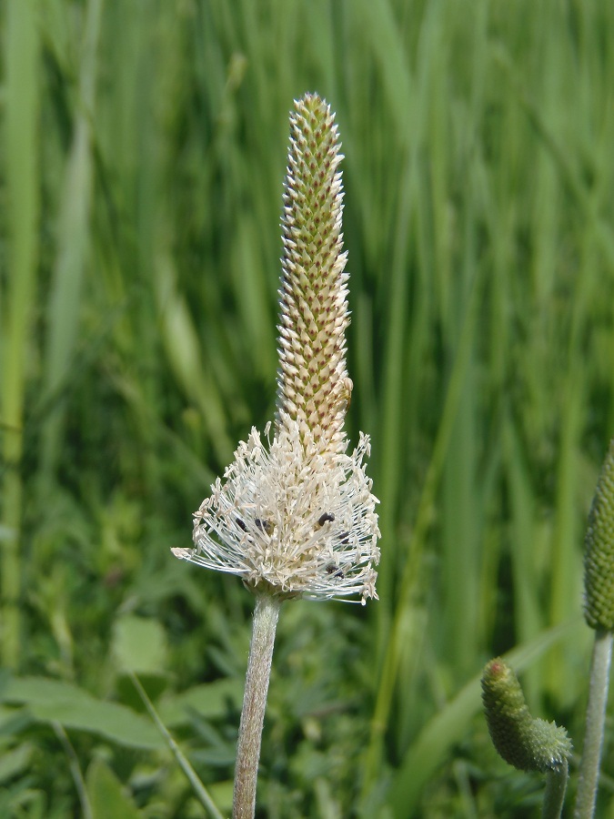 Изображение особи Plantago urvillei.