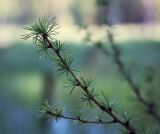 Larix sukaczewii