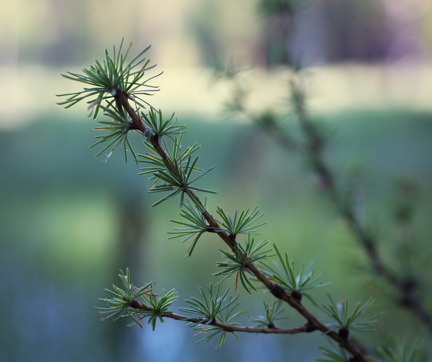 Изображение особи Larix sukaczewii.