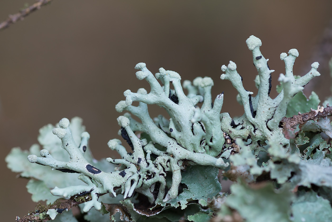 Изображение особи Hypogymnia tubulosa.