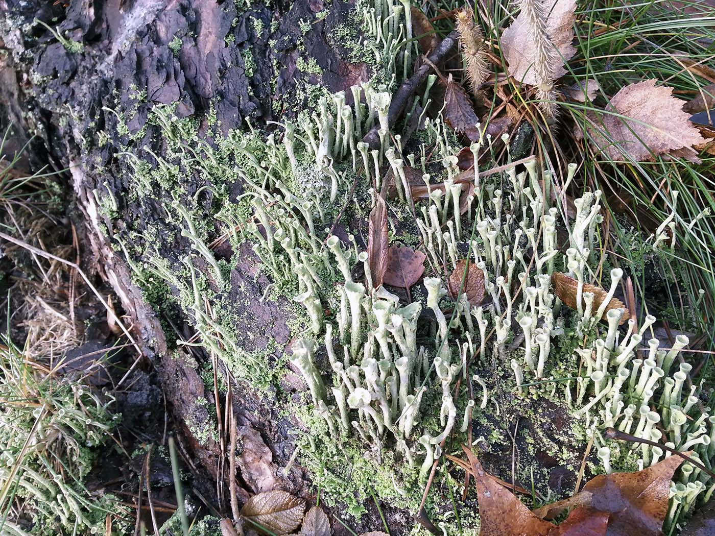 Image of genus Cladonia specimen.