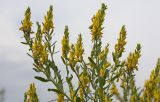 Genista tinctoria