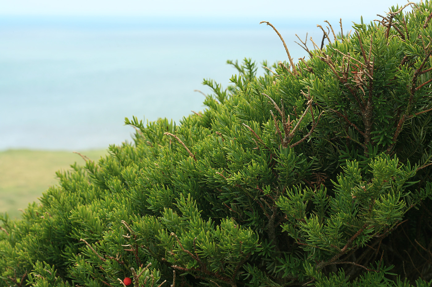 Image of Taxus cuspidata specimen.