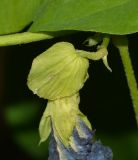 Clitoria ternatea