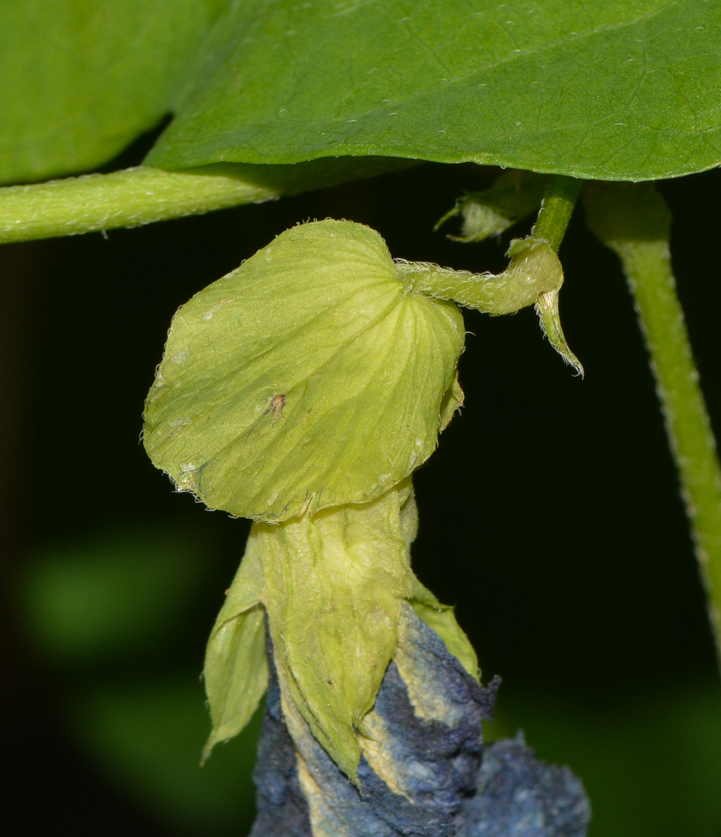 Изображение особи Clitoria ternatea.