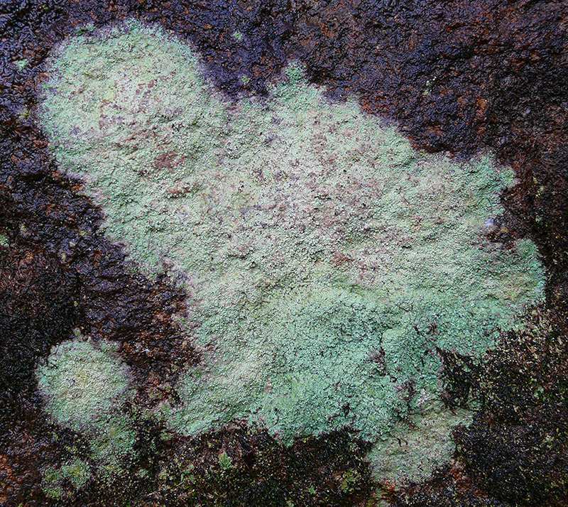 Image of division Ascomycota specimen.