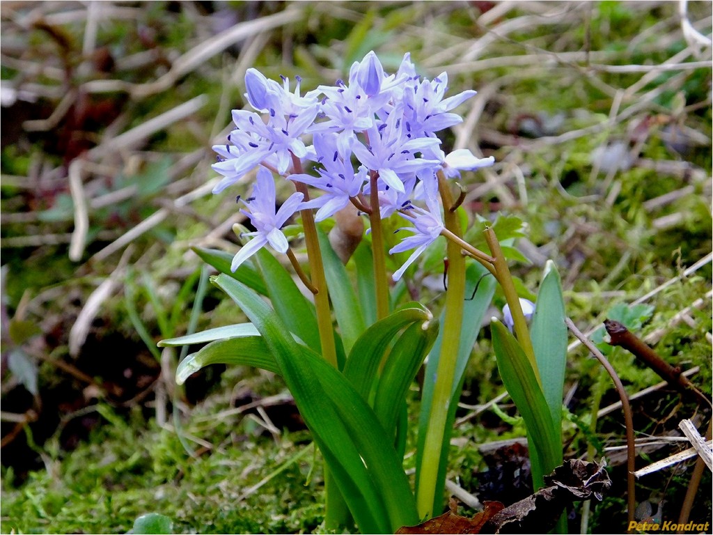 Image of Scilla bifolia specimen.